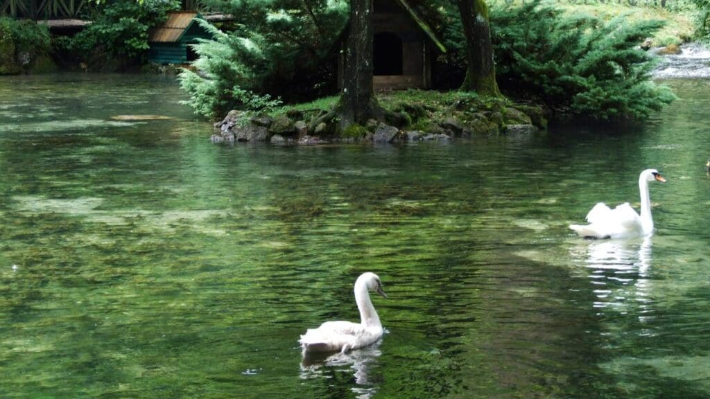 Bosnia Spring Park - Vrelo Bosna